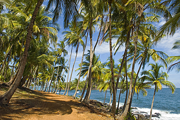 chemin de la Pointe des Cayes, Ile Royale,Iles du Salut,Guyane,region et departement d'outre-mer francais,Amerique du Sud//path on Pointe des Cayes, Ile Royale,Iles du Salut (Islands of Salvation),French Guiana,overseas department and region of France,Atl