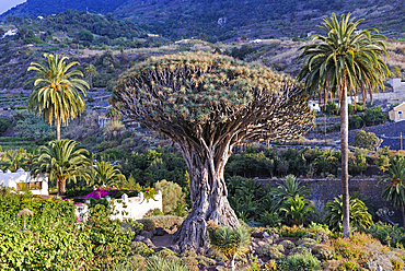 The ancient dragon tree (Dracaena draco) at Icod de Los Vinos, Tenerife, Canary Islands, Spain, Atlantic Ocean, Europe