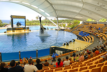 orca aquatic show ,Loro Parque,Puerto de la Cruz,Tenerife,Canary Islands,Atlantic Ocean