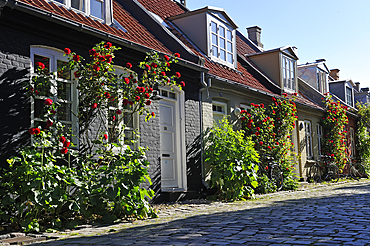 Mollestien Lane, picturesque cobbled street in the centre of Aarhus, Jutland Peninsula, Denmark, Europe