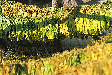 dried tobacco leaves,Rhodope Mountains,Bulgaria,Europe