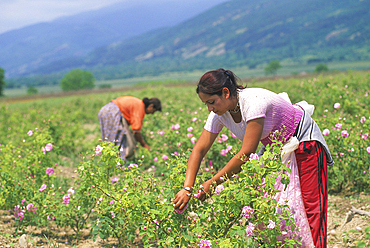 rose flowers (Rosa damascena) gathering in the Rose Valley,Kazanlak,Bulgaria,Europe