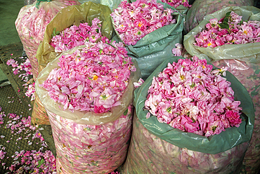 Rose flowers in sacks for distillation, Rose Valley, Kazanlak, Bulgaria, Europe