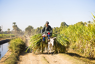 Man perched on the fodder carried on a donkey’s back along an irrigation canal near the village of Ramadi, west bank of the Nile south of Edfu, Egypt, North East Africa