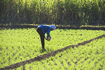 Man working in a cereal field near village of Ramadi, west bank of the Nile south of Edfu, Egypt, North Africa, Africa