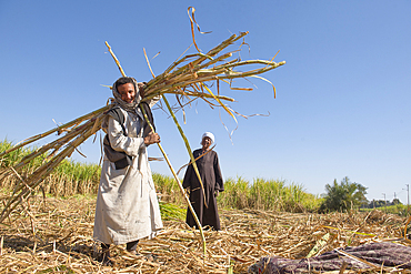 Sugar cane harvest, Ramadi village, west bank of the Nile south of Edfu, Egypt, North Africa, Africa