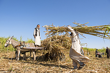 Sugar cane harvest, Ramadi village, west bank of the Nile south of Edfu, Egypt, North Africa, Africa