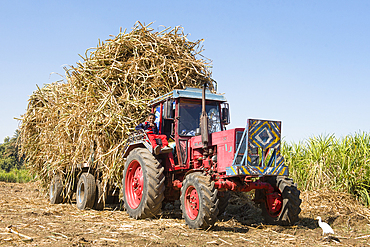 Tractor, sugar cane harvest, Ramadi village, west bank of the Nile south of Edfu, Egypt, North Africa, Africa