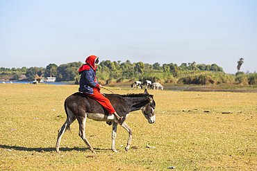 Child riding a donkey, Banks of the Nile near Daraw, Egypt, North Africa, Africa