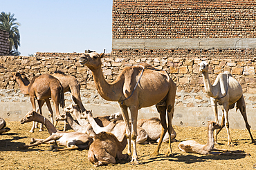 Courtyard of the house of a camel dealer in Daraw, Egypt, Northeastern Africa