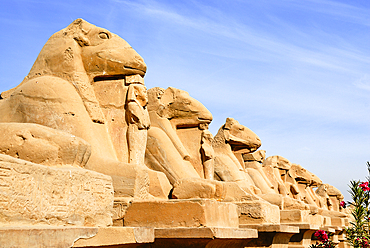 Ram headed sphinx along the path connecting the Karnak Temple Complex to Luxor Temple, Thebes, UNESCO World Heritage Site, Egypt, North Africa, Africa