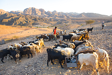 Herd of goats gathered in front of a Bedouins camp near Wadi Dana and Araba Valley, Dana Biosphere Reserve, Jordan, Near East, Southern Levant, West Asia