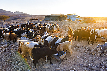 Herd of goats gathered in front of a Bedouin camp near Wadi Dana and Araba Valley, Dana Biosphere Reserve, Jordan, Middle East