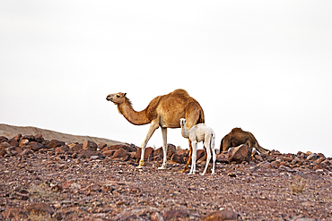 Female camel and calf, Dana Biosphere Reserve, Jordan, Middle East