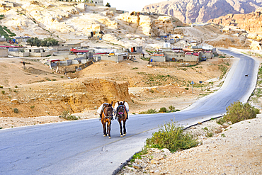 Two mules on the road leading to the Historic and archaeological Nabataean city of Petra, UNESCO World Heritage Site, Jordan, Near East, Southern Levant, West Asia