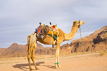 Camel in Wadi Rum, Jordan, Near East, Southern Levant, West Asia