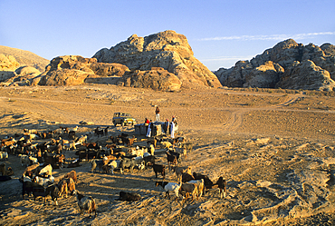 Herd of goats around Petra, Jordan, Middle East