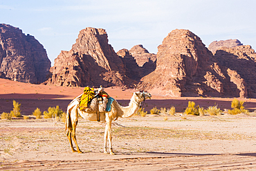 Camel in Wadi Rum, UNESCO World Heritage site, Jordan, Near East, Southern Levant, West Asia