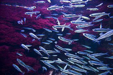 Aquarium of San Sebastian, Bay of Biscay, province of Gipuzkoa, Basque Country, Spain,Europe