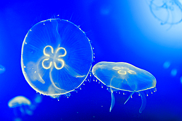 moon jellyfish (Aurelia aurita), Aquarium of San Sebastian, Bay of Biscay, province of Gipuzkoa, Basque Country, Spain,Europe