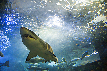 Shark in Aquarium of San Sebastian, Bay of Biscay, province of Gipuzkoa, Basque Country, Spain, Europe