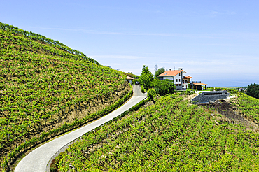 Rezabal winery, Txakoli vineyards, district of Zarautz, near Getaria, province of Gipuzkoa, Basque Country, Spain, Europe