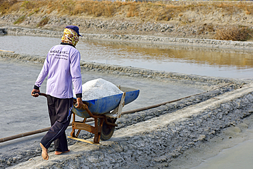 Worker pushing wheel barrow full of salt, Salt fields at Karangjahe, near Lasem, Java island, Indonesia, Southeast Asia, Asia