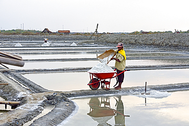 Worker loading wheel barrow with salt, Salt fields at Karangjahe, near Lasem, Java island, Indonesia, Southeast Asia, Asia