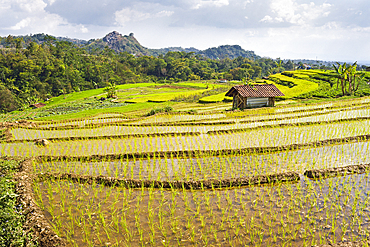 Paddy fields in Tawangmangu area, Karanganyar district, near Surakarta (Solo), Java island, Indonesia, Southeast Asia, Asia