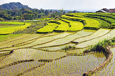 Paddy fields in Tawangmangu area, Karanganyar district, near Surakarta (Solo), Java island, Indonesia, Southeast Asia, Asia