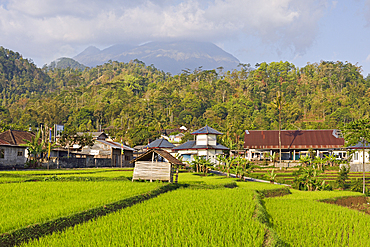 hamlet in the middle of paddy fields in Tawangmangu area, the Gunung (volcano) Lawu in the background, Karanganyar district, near Surakarta (Solo), Java island, Indonesia, Southeast Asia