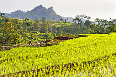 paddy fields in Tawangmangu area, Karanganyar district, near Surakarta (Solo), Java island, Indonesia, Southeast Asia