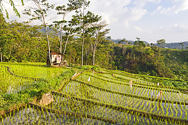 Paddy fields in Tawangmangu area, Karanganyar district, near Surakarta (Solo), Java island, Indonesia, Southeast Asia, Asia