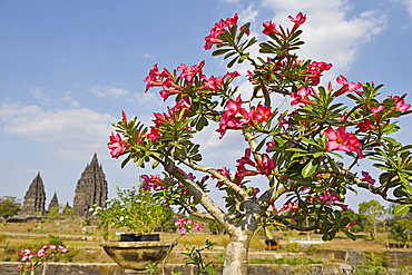 Adenium obesum, Prambanan Temple Compounds, region of Yogyakarta, Java island, Indonesia, Southeast Asia, Asia