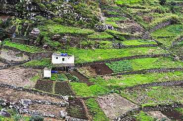 Terrace cultivation on the heights of Machico, Madeira island, Atlantic Ocean, Portugal