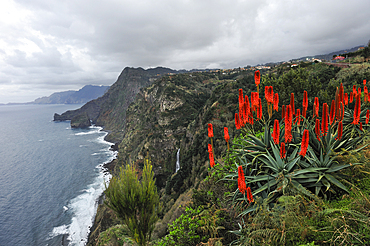 aloe arborescens on the edge of the cliff,Quinta do Furao,Santana,North coast,Madeira island,Atlantic Ocean,Portugal