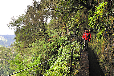 hiker on the path along the levada (aqueduct) of Green Cauldron (Caldeirao Verde),Madeira island,Atlantic Ocean,Portugal