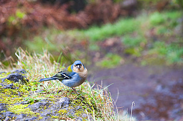 chaffinch (Fringilla coelebs),Madeira island,Atlantic Ocean,Portugal