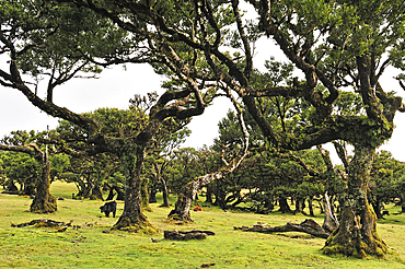 pluri-centenarian laurel trees around Fanal,Paul da Serra plareau,Madeira island,Atlantic Ocean,Portugal