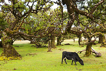 Cattle among the pluri-centenarian laurel trees around Fanal, Paul da Serra plateau, Madeira island, Atlantic Ocean, Portugal