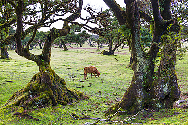 Pluri-centenarian laurel trees around Fanal, Paul da Serra plateau, Madeira island, Atlantic Ocean, Portugal