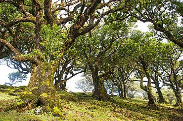 pluri-centenarian laurel trees around Fanal,Paul da Serra plareau,Madeira island,Atlantic Ocean,Portugal