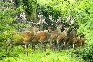 Deer in Powis Castle park, Welshpool, Powys, Wales, United Kingdom