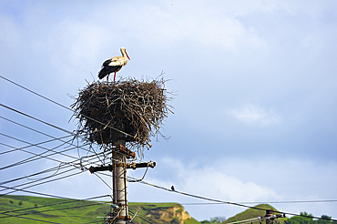 Ciconia (stork) nest on telegraph pole, village on the road from Sibiu to Sighisoara, Transylvania, Romania