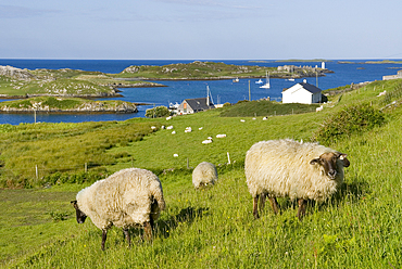 Inishbofin island,Connemara,County Galway,Ireland,Western Europe