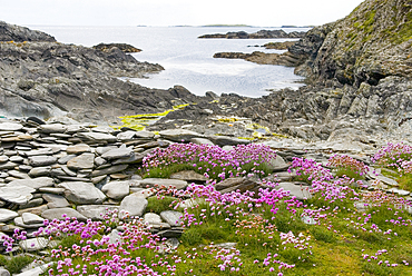 Armeria maritima flowerbed, Inishbofin island,Connemara,County Galway,Ireland,Western Europe