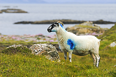 Sheep at Inishbofin island, Connemara, County Galway, Connacht, Republic of Ireland