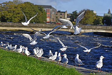 Seagulls along the river Corrib with the Wolfe Tone Bridge in the background, Galway, Connemara, County Galway, Connacht, Republic of Ireland