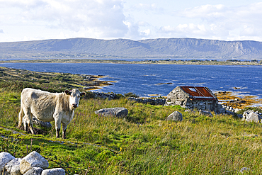 landscape viewed from a small country road at the north of Lettermore island, west coast, County of Galway, Connemara, Republic of Ireland, North-western Europe