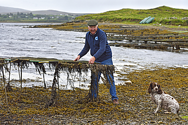 David Keanes, owner of Connemara Oyster Farm, showing oyster-bags, Ballinakill Bay, Letterfrack, County Galway, Connemara, Republic of Ireland, North-western Europe